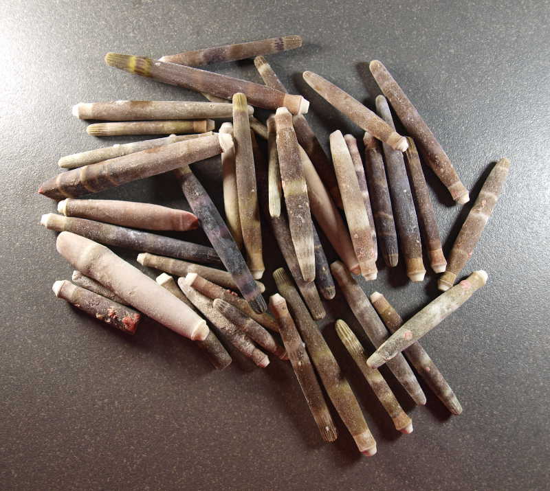 Coquillage n° 21 Piquant d'Oursin, par 100g